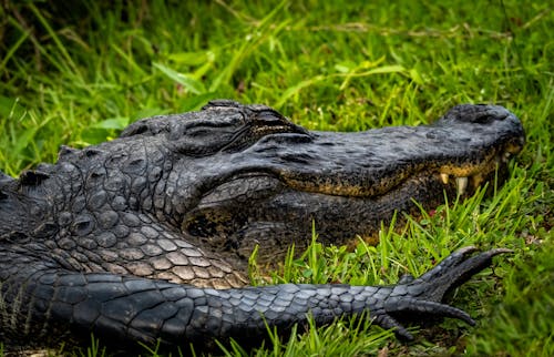 Photos gratuites de adoré, alligator, amphibien