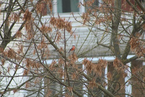 Бесплатное стоковое фото с зима, природа, птица