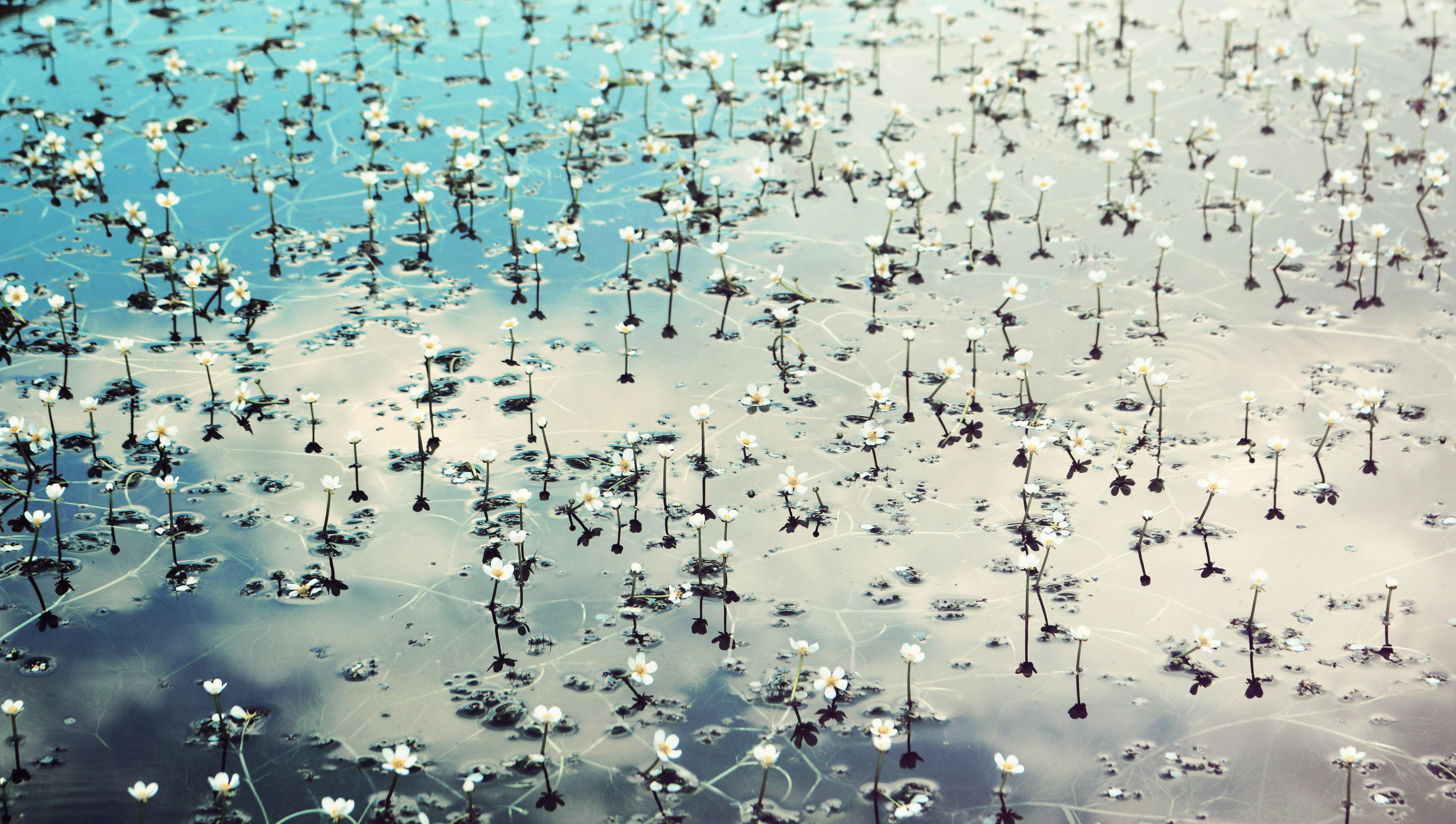 Peaceful scene of white flowers on a serene lake in Val di Vizze, Italy.