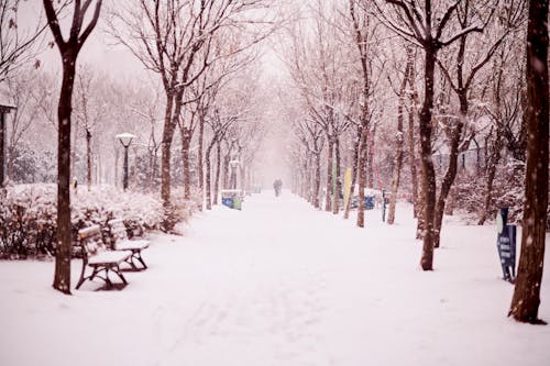 View of a Snowy Alley between Trees in a Park 