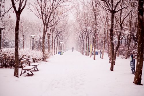 Free A peaceful winter scene of a snowy walkway lined with benches and trees. Stock Photo