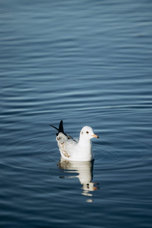 Gull Bird on Water