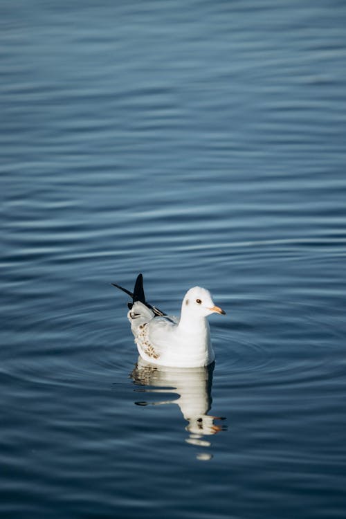 Základová fotografie zdarma na téma fotografie divoké přírody, fotografování zvířat, jezero