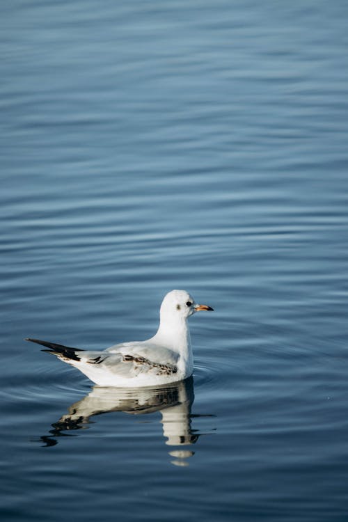 Gull Bird in Water