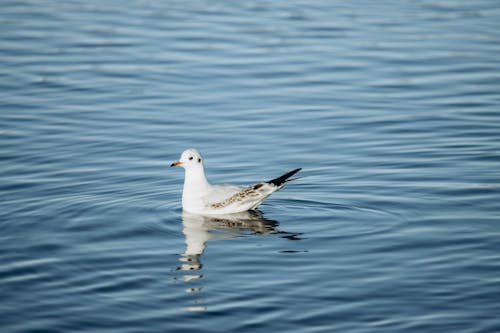 Gull on Water