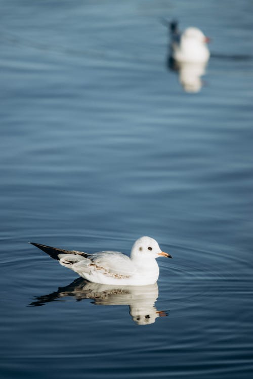 Imagine de stoc gratuită din apă, focalizare selectivă, fotografie cu animale sălbatice