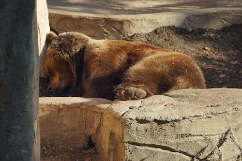 動物園, 午休, 熊 的 免费素材图片