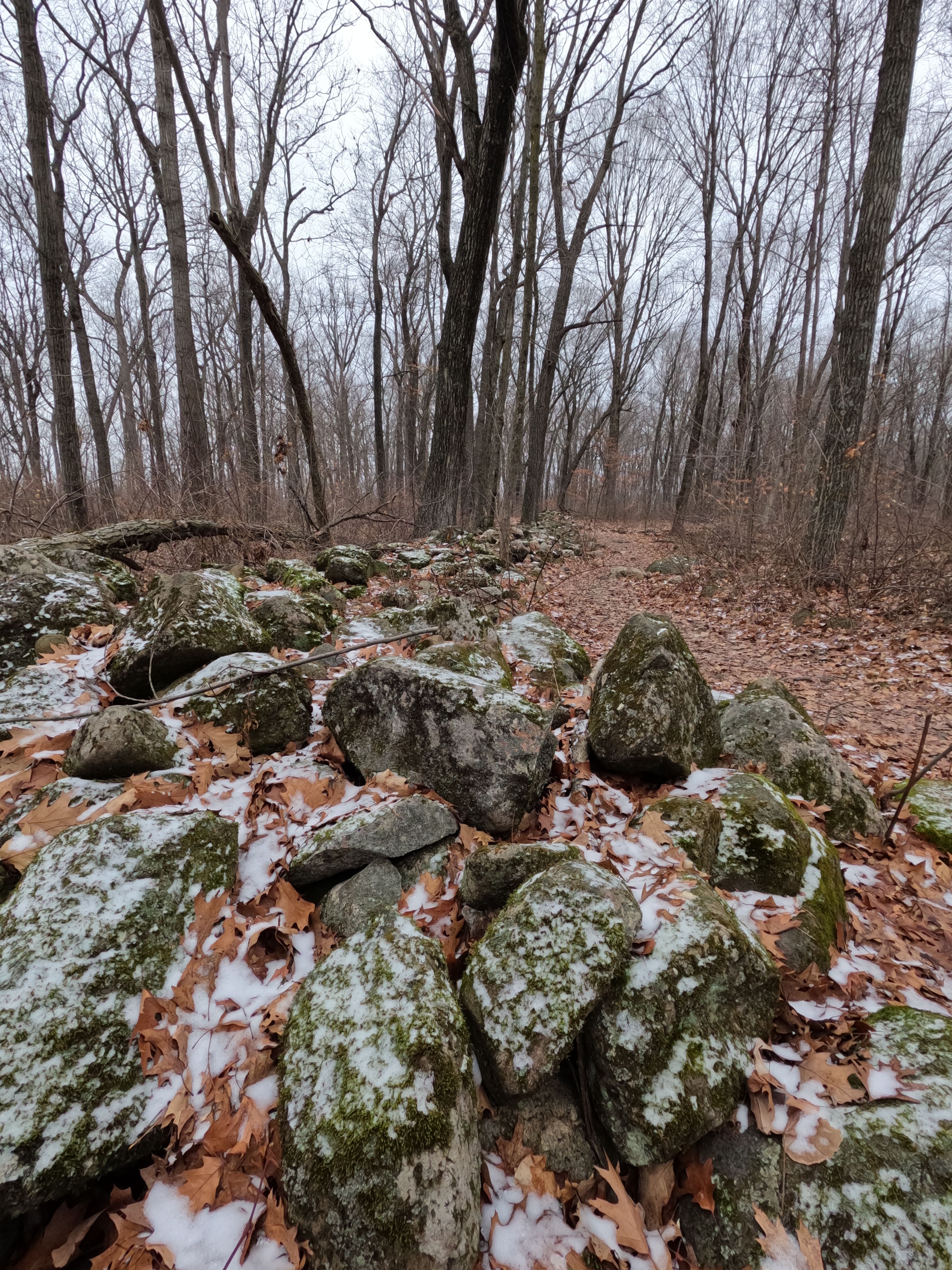 A Pile of Rocks and Autumnal Leaves on the Ground in a Forest · Free ...
