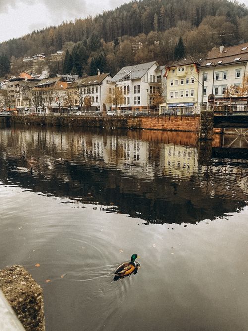 Free A serene view of a riverfront town with a mallard duck swimming in the river. Stock Photo