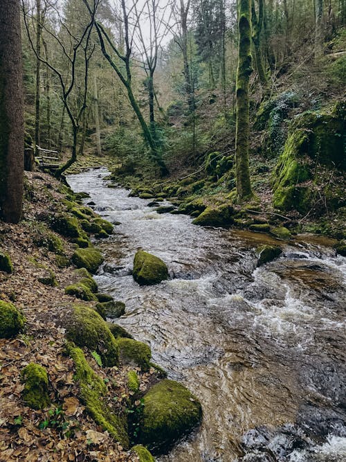 Stream in Forest