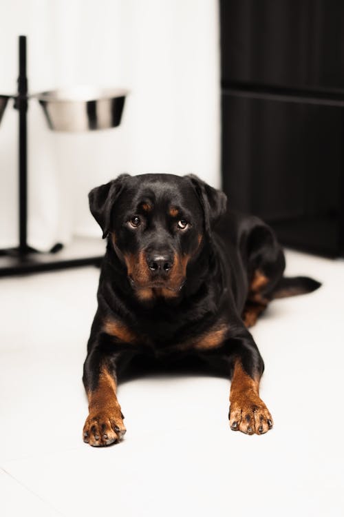 Rottweiler Puppies for Sale in Lagos