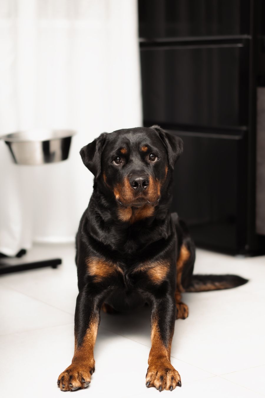 Rottweiler sitting on the floor
