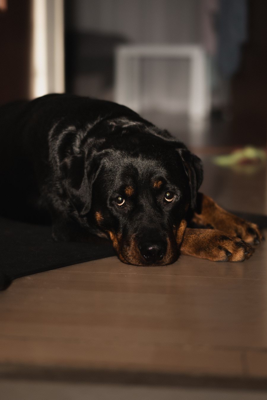 Willow, a Rottweiler puppy around 12 weeks old – female, comparison photo