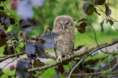 A small owl sitting on a branch in the woods