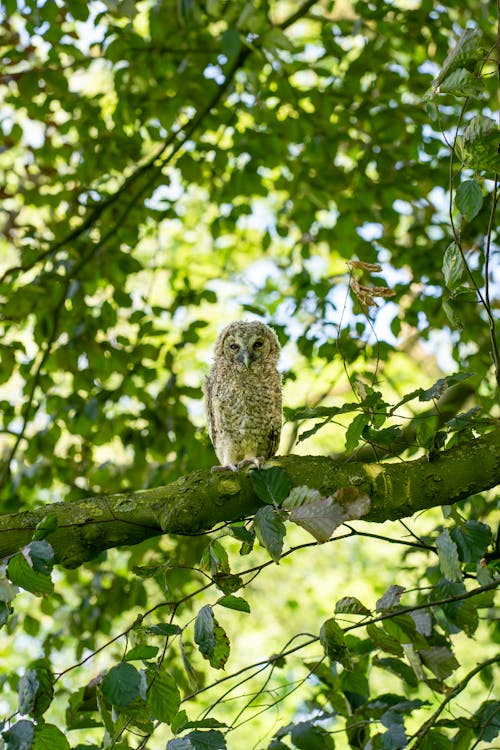 Tawny Owl on Tree