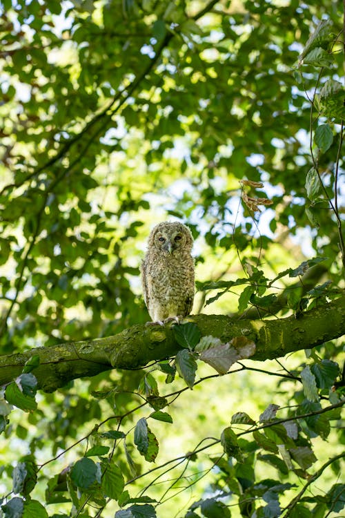 Free Tawny Owl on Tree Stock Photo