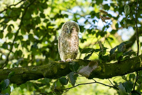 Tawny Owl on Tree