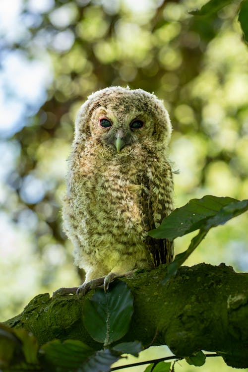 Tawny Owl in Nature
