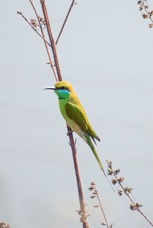 Asian Green Bee-eater Bird