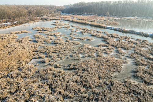 Rushes on Lake on Swamp