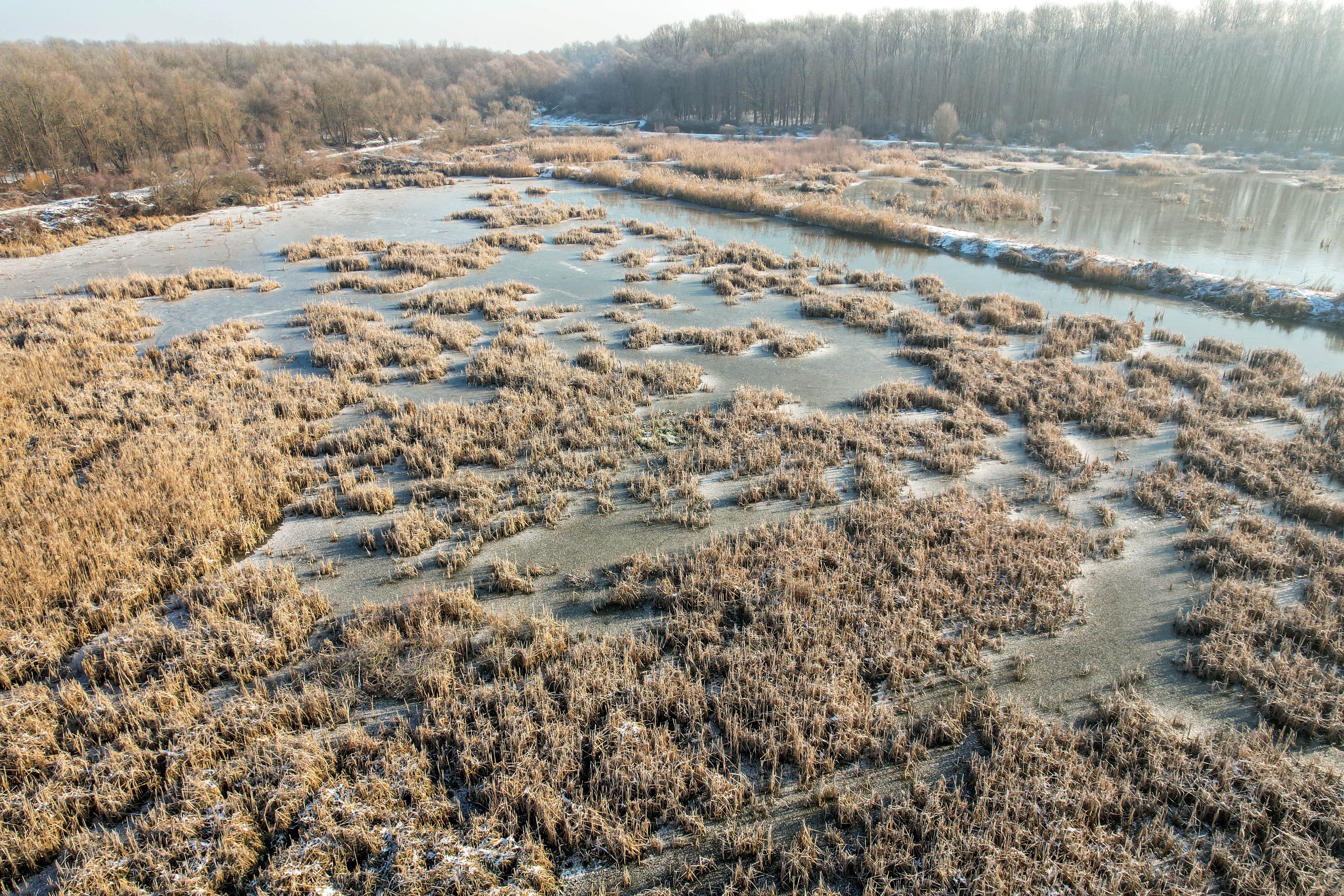 Rushes on Lake on Swamp · Free Stock Photo