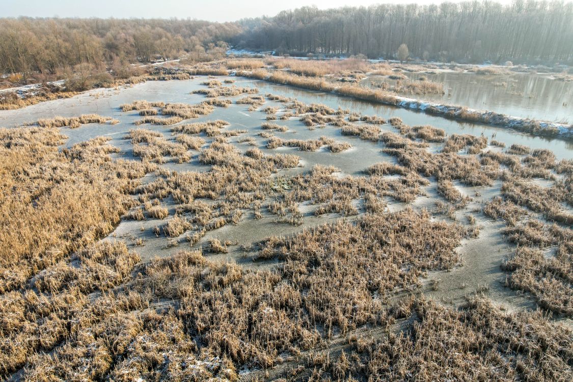 Lake Rushes Rushes on Lake on Swamp · Free Stock Photo