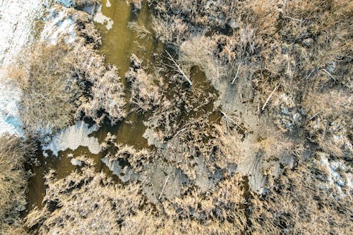 Darmowe zdjęcie z galerii z bagno, drzewa, jezioro