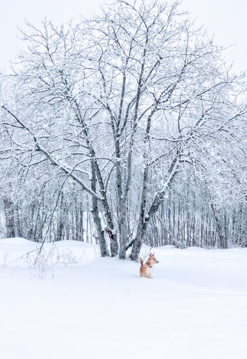 棕色的狗站在光秃秃的树旁边的雪原上