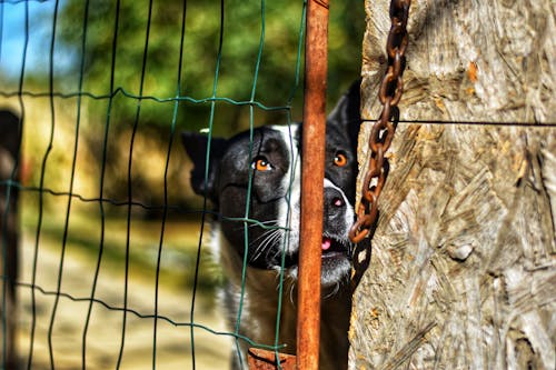 Photos gratuites de animal de compagnie, barrière, chaîne