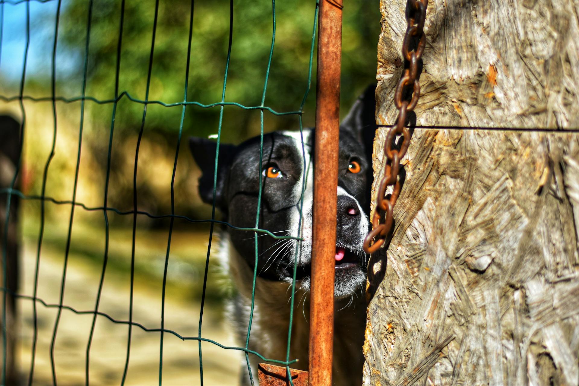 Dog Head behind Fence