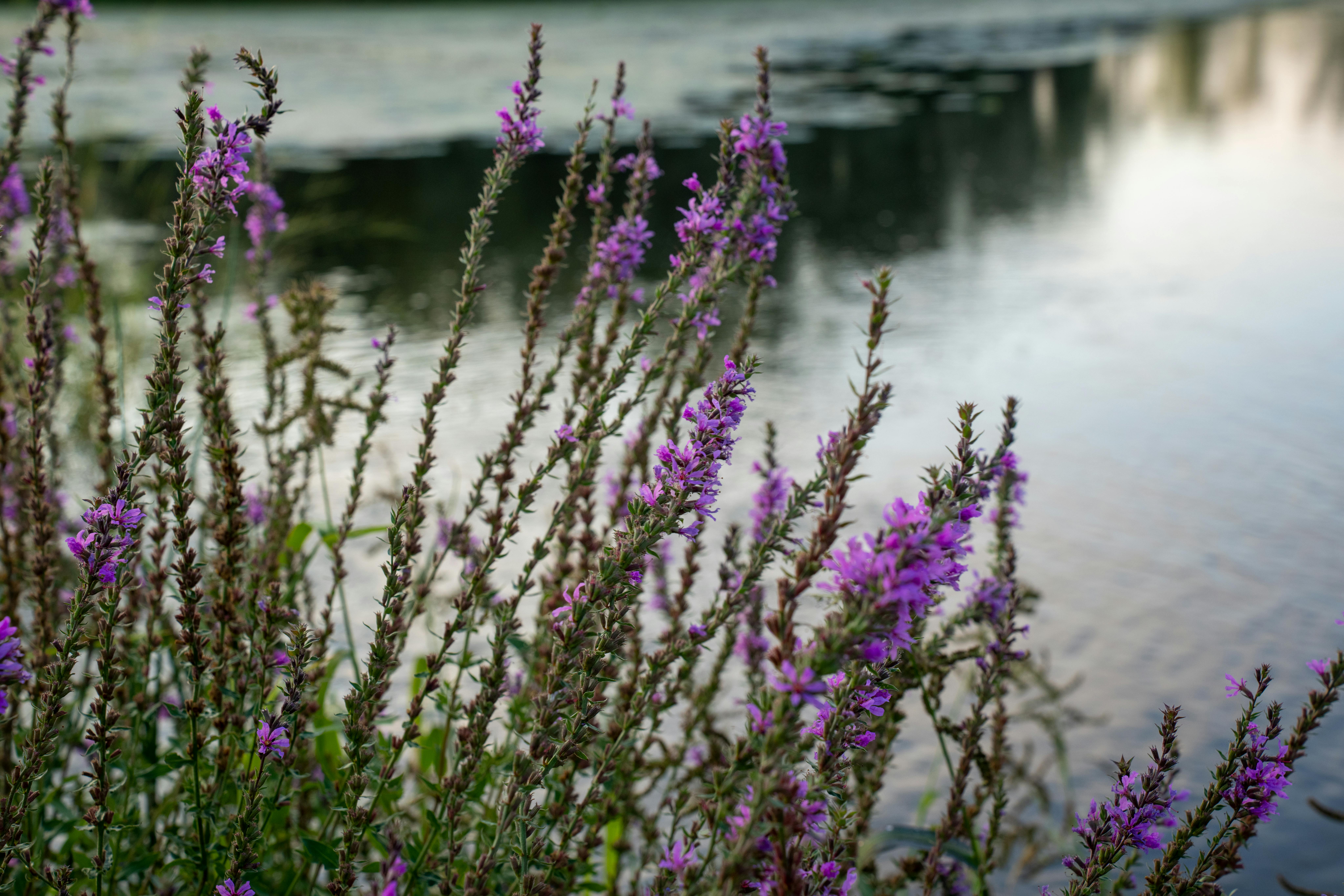 Polygala : Bienfaits Santé et Conseils d&rsquo;Usage