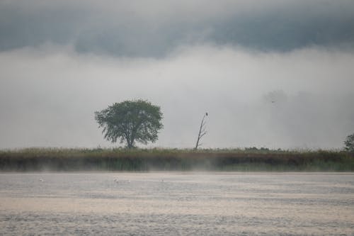 Imagine de stoc gratuită din arbore, ceață, lac