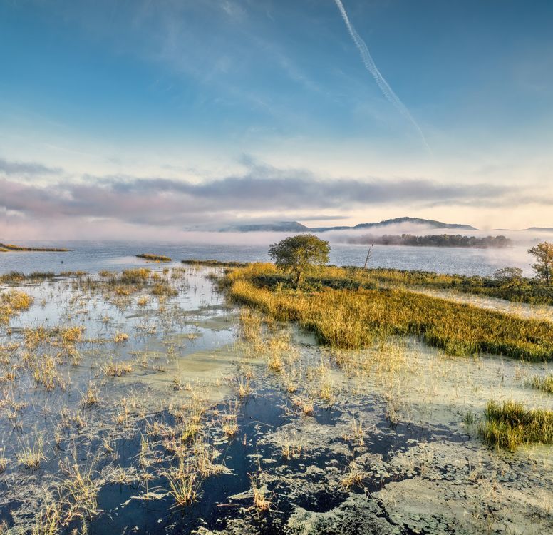 Lake Rushes Rushes on Lake on Swamp · Free Stock Photo