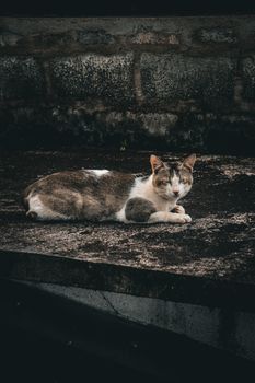 A calm street cat lying on a weathered concrete surface, embodying urban tranquility.