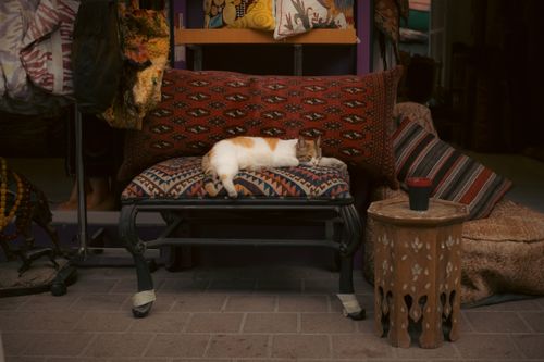 Free A tranquil scene of a cat sleeping on a traditional ottoman in an Istanbul flea market. Stock Photo