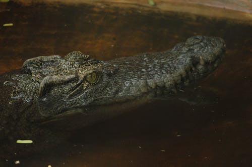 Crocodile Head in Water