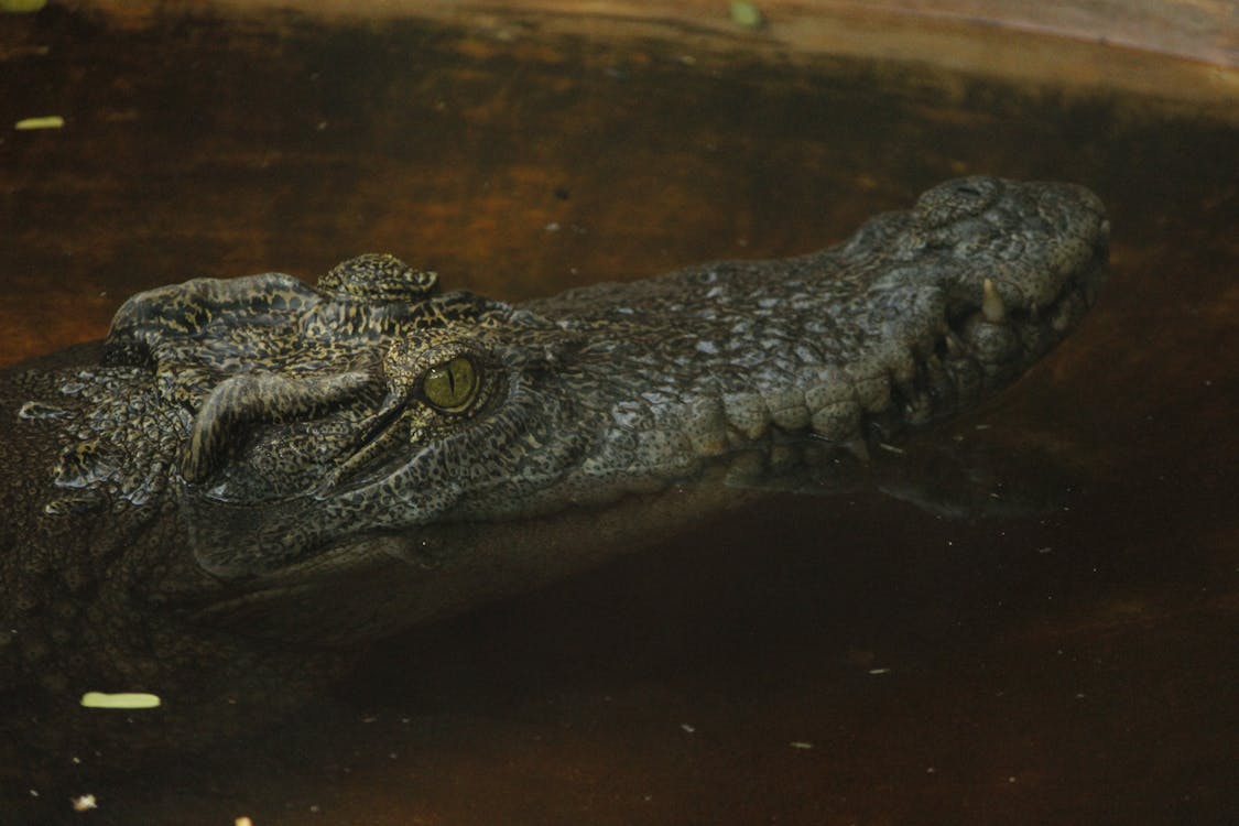 Photos gratuites de alligator, Crocodile, danger