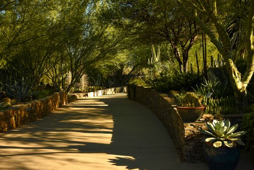 Free A tranquil walkway flanked by lush greenery and various cacti in a botanical garden. Stock Photo