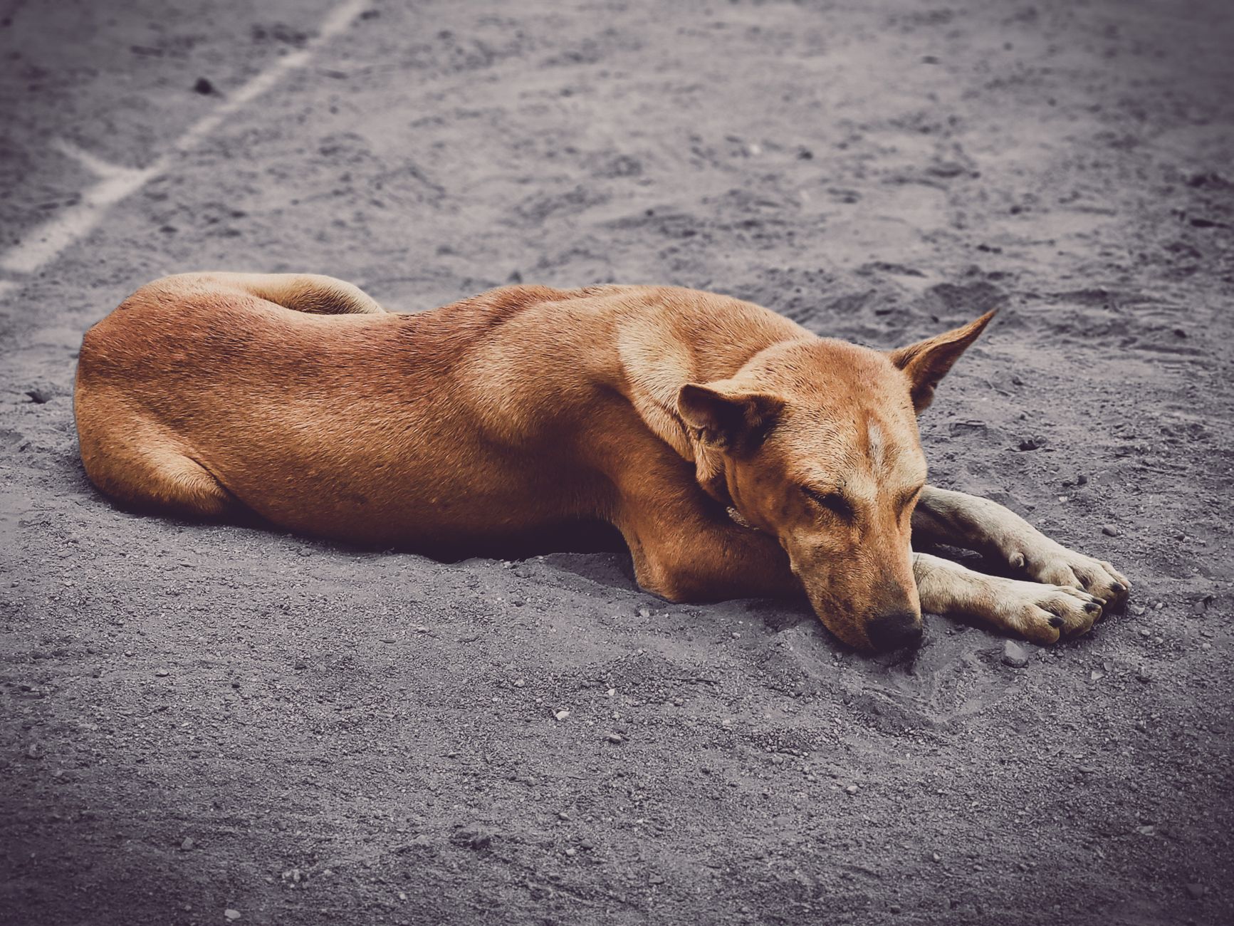 pexels-photo-19894131 Les chiens apaisent les douleurs de règles chez la femme, et la recherche le confirme
