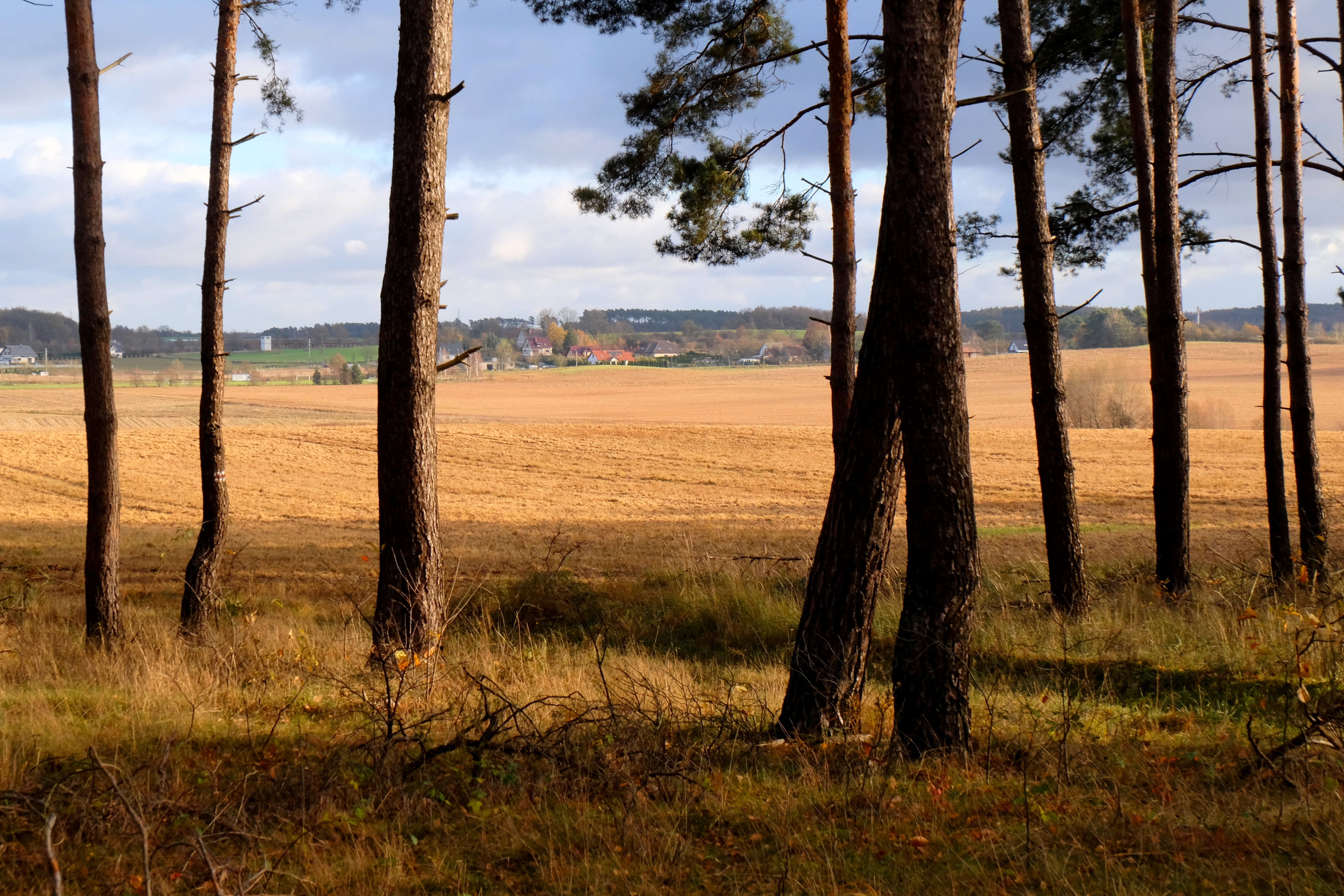 Trees near Rural Field · Free Stock Photo