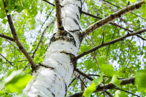 Free Low angle view of a birch tree with fresh green leaves in spring. Stock Photo