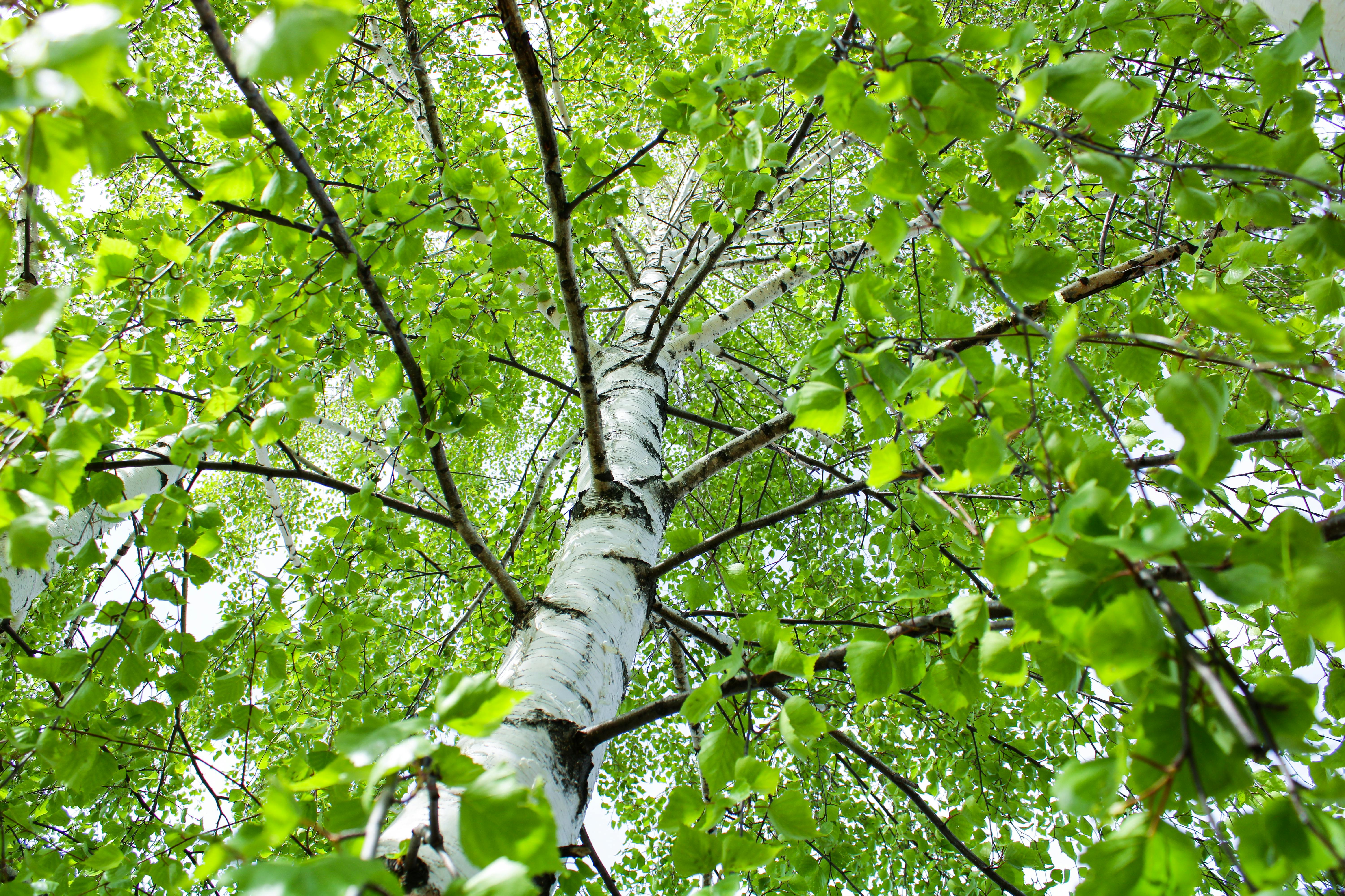 Photos gratuites de aboiement, arbre, auvent