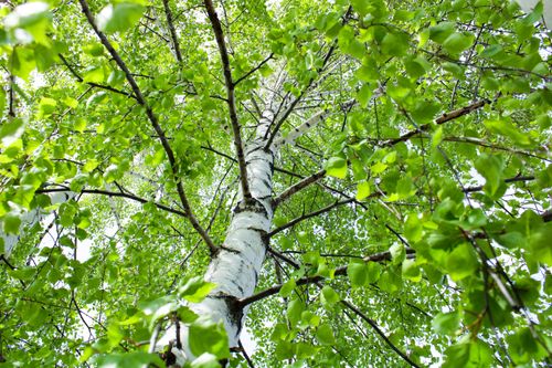 Free Upward view of a birch tree with vibrant green foliage, capturing nature's growth from below. Stock Photo