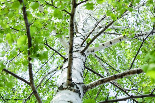 Free Close-up view of a birch tree with white bark and lush green leaves in spring. Stock Photo