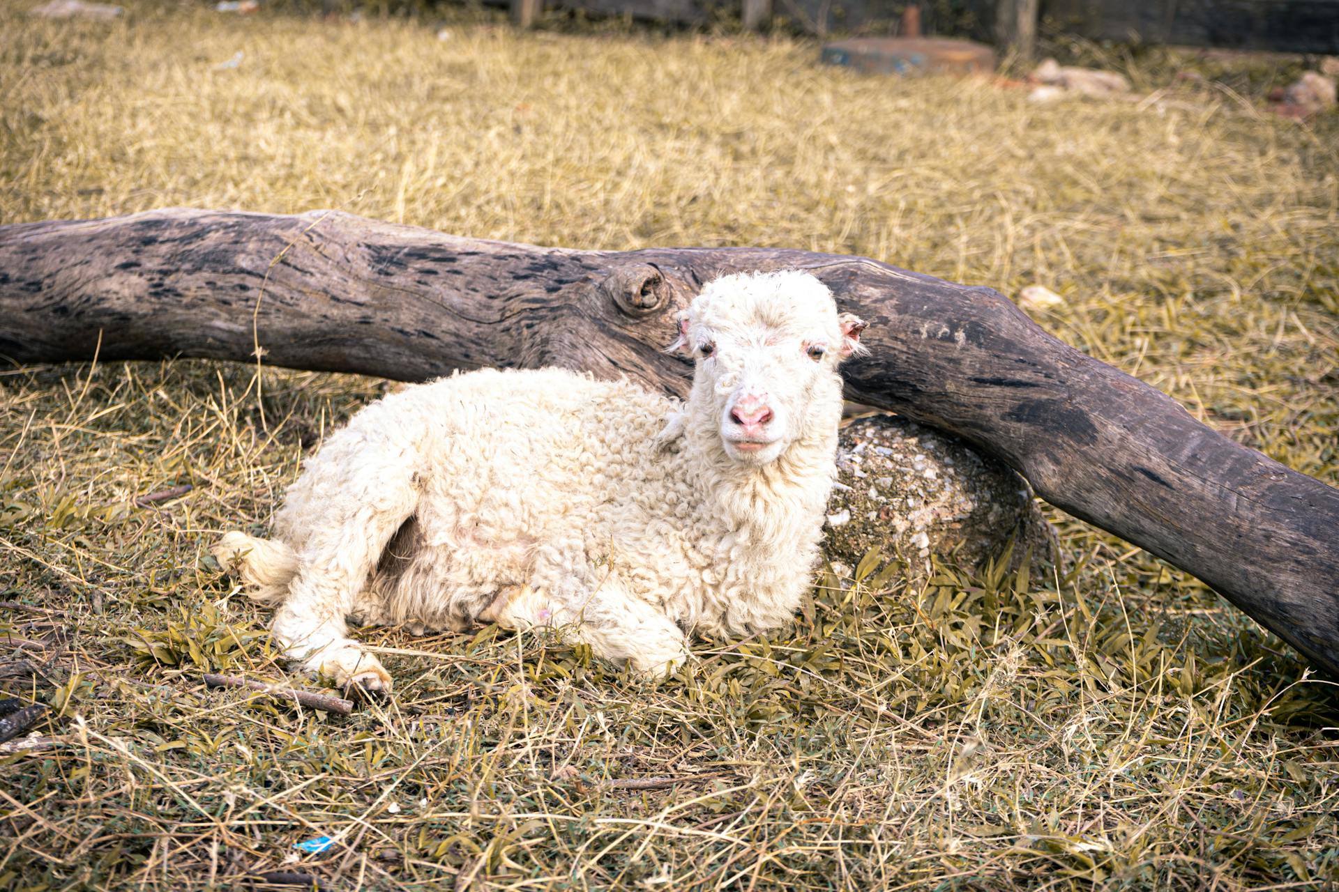 Lamb Lying on Meadow by Trunk