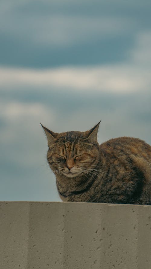 Lying Cat with Eyes Closed