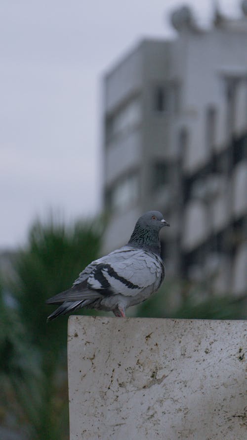 Pigeon in City
