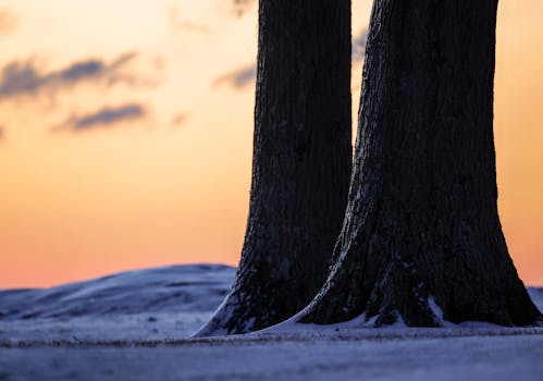 Silhouette of trees against a vibrant winter sunrise sky.