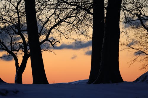 Foto d'estoc gratuïta de alba, arbres, capvespre