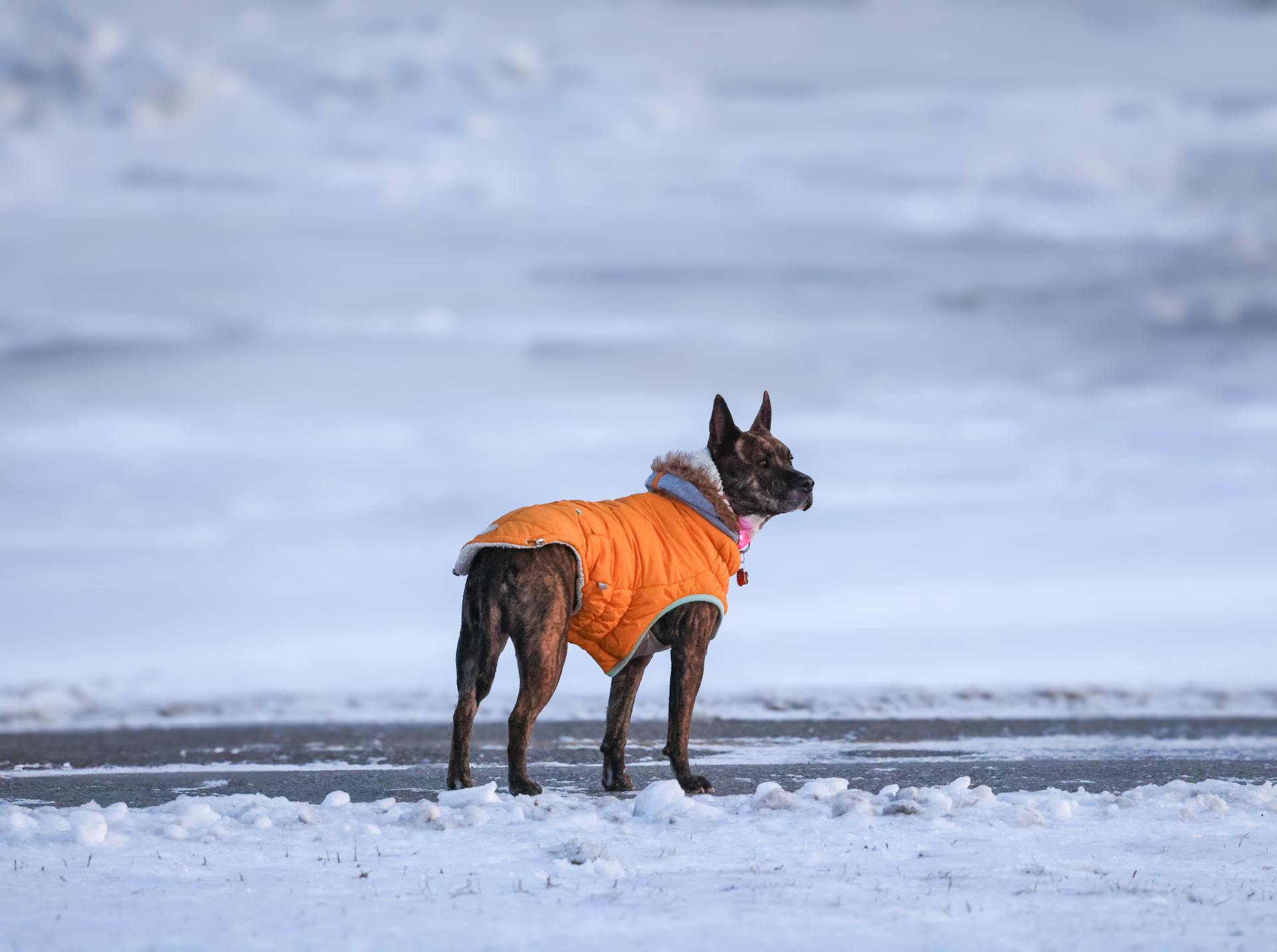 Dog in Jacket with Hood